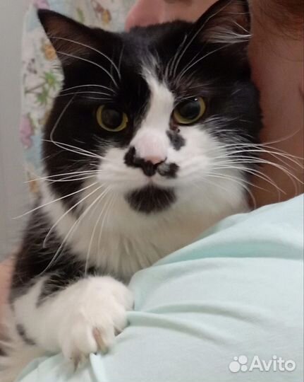 Кошка