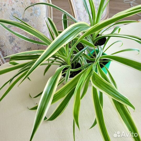 Хлорофитум