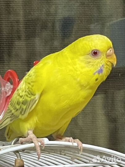 Птенцы волнистый попугай