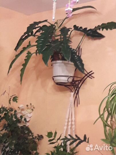 Филодендроны, Монстеры