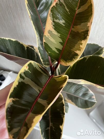 Фикус тинеке