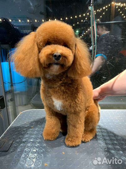 Стрижка собак на дому