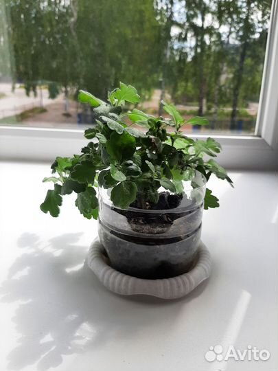 Хризантема шаровидная жёлтая