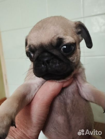 Собаки щенки