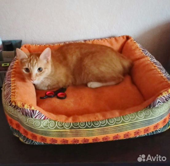 Кошечка рыжая красотка в добрые руки бесплатно