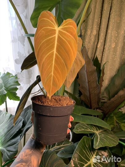 Филодендрон меланохризум