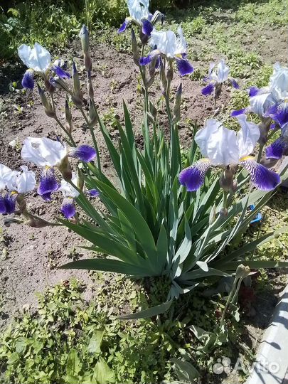 Ирис