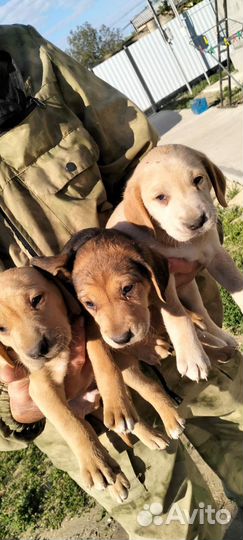 Щенки