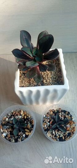 Эчеверия Нодулоза