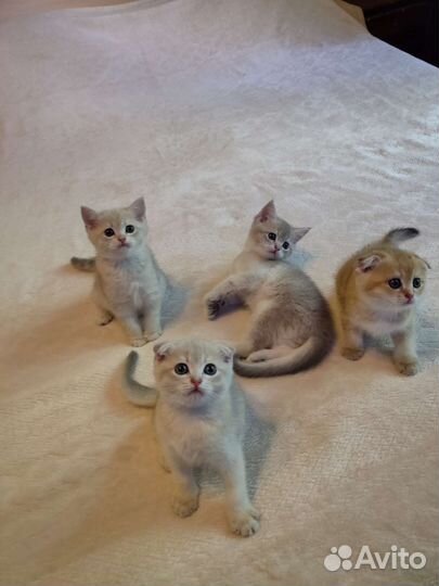 Шотландские прямоухие котята шиншиллы