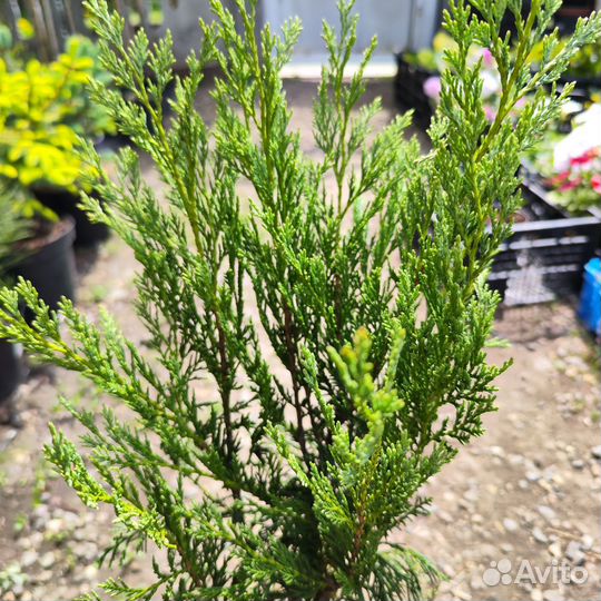 Можжевельник скальный Мунглоу