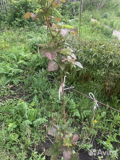 Саженцы ежевики бесшиповной