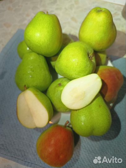 Груша 