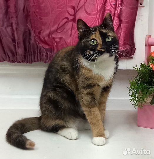 Добрая кошечка Мята ищет дом