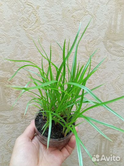 Орешки чуфа