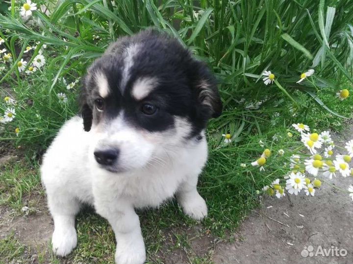 Щенки от дворняжки в добрые руки