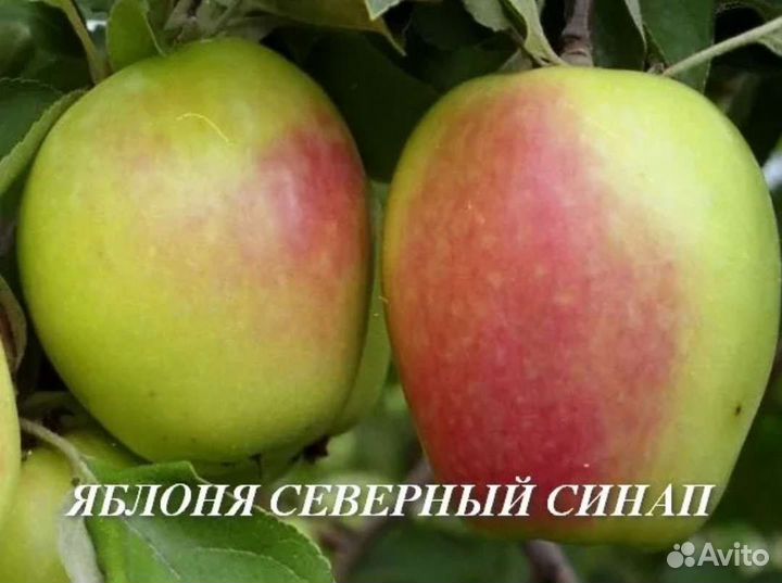 Саженцы яблони