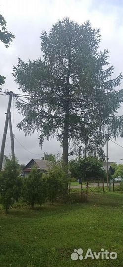 Лиственница