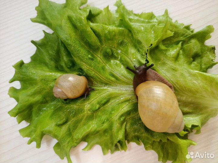 Улитки ахатины и архахатины. Отправка, доставка