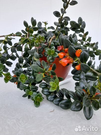 Комнатные растения