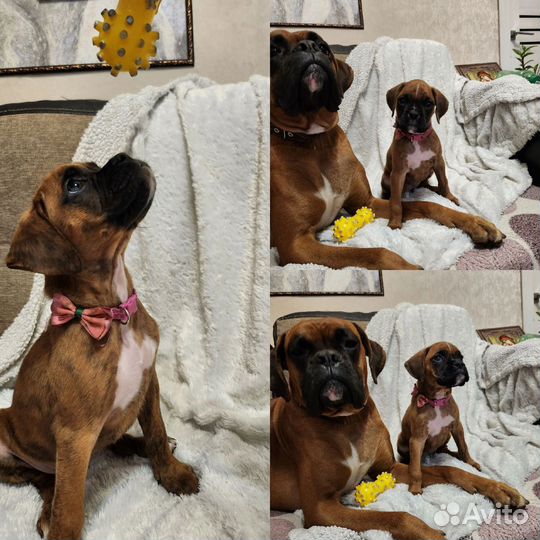 Щенок боксера