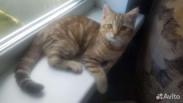Котенок Британец