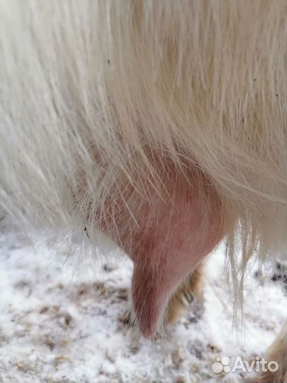 Козы нескольких пород, есть комол(белые, сер.корич