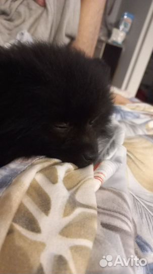 Вязка собак черный шпиц