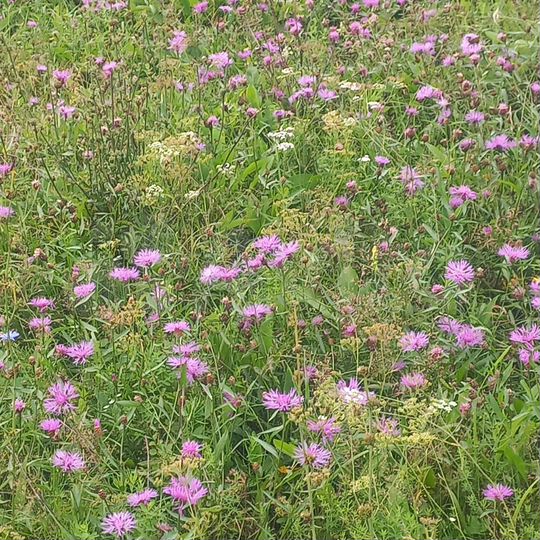 Участок 11 га (СНТ, ДНП)