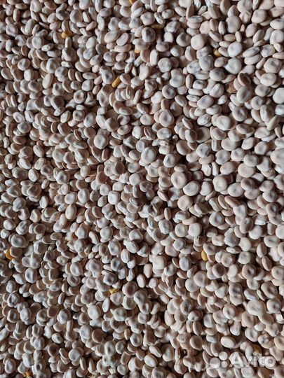 Люпин белый Дега