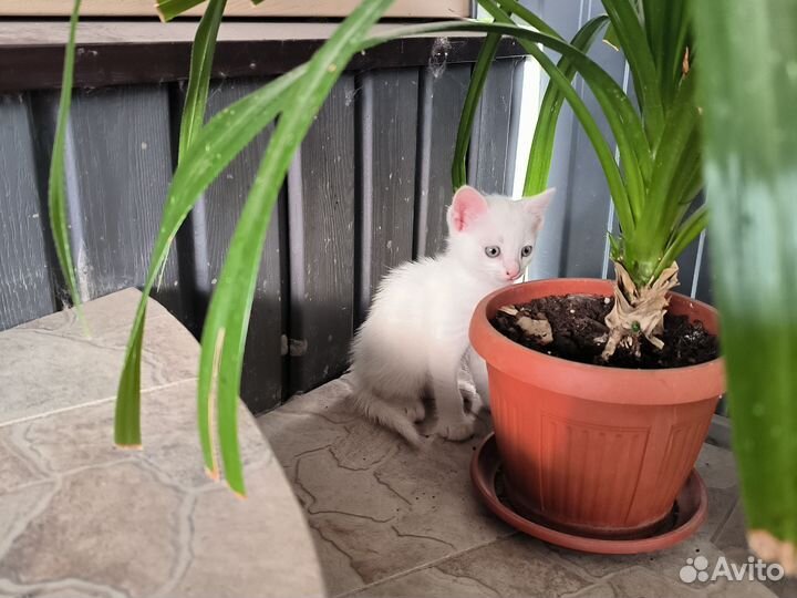 Дворянская