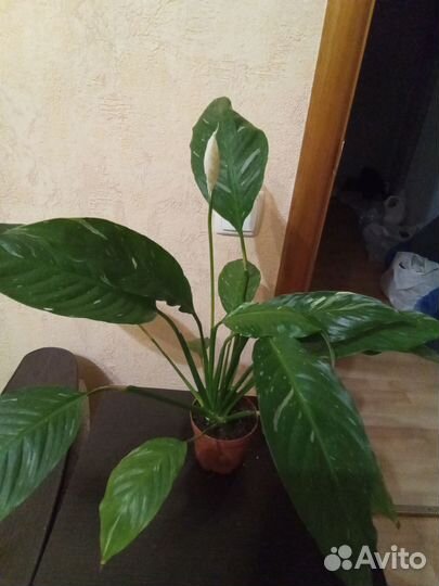 Комнатные растения