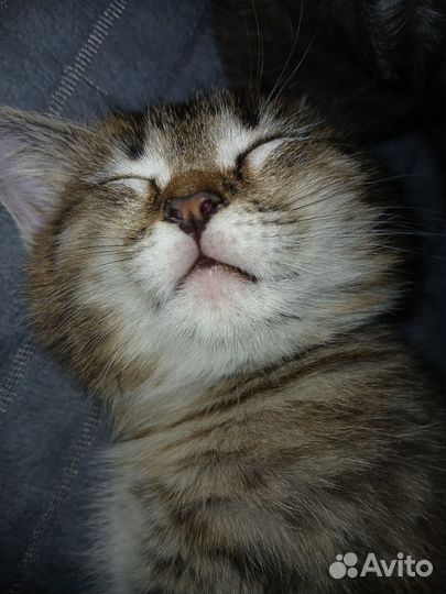 Отдам котика в добрые руки
