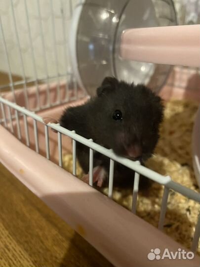 Сирийский хомяк с клеткой