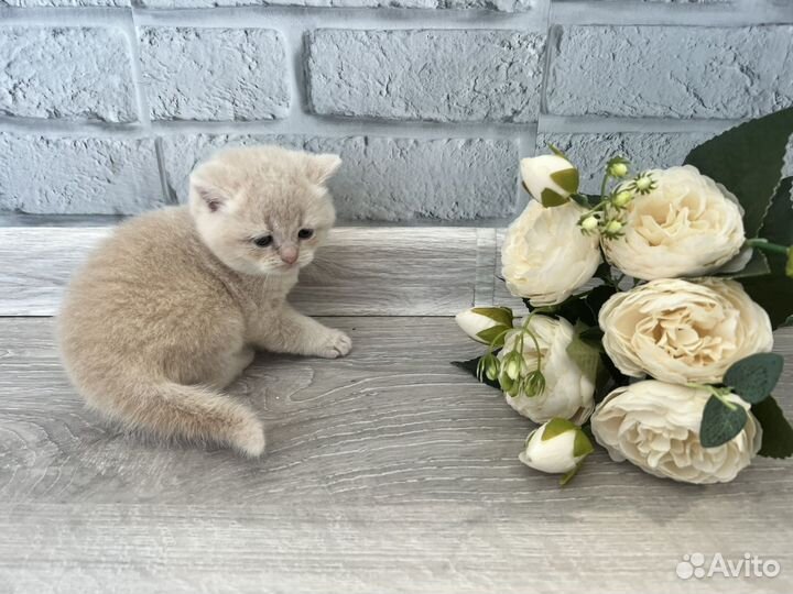 Шотландские котята