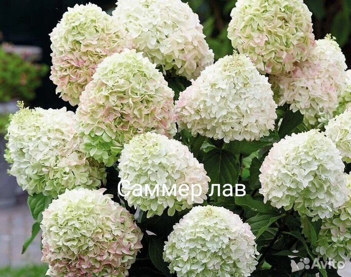 Гортензии10 сортов