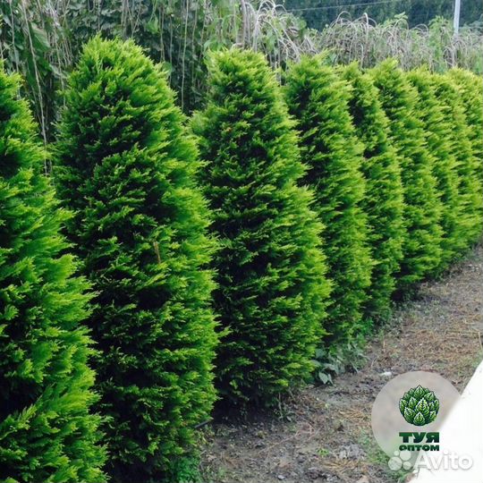 Туя брабант 210 см