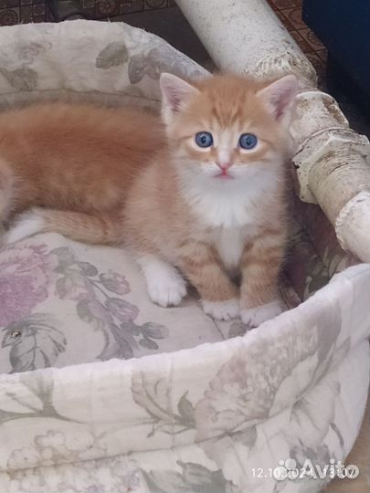 Котята, мальчик и девочка