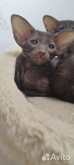 Ориентальные котята