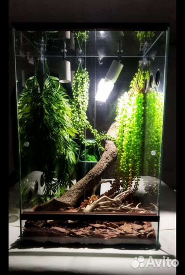 Террариум для рептилий список обширный