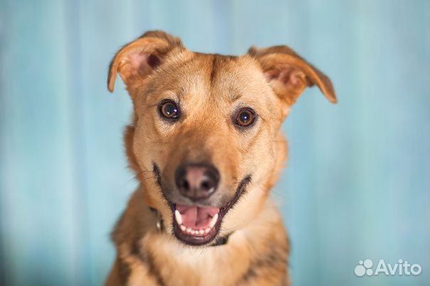 Мишель в добрые руки