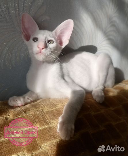 Ориентальные котята