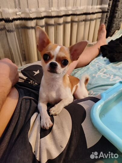 Чихуахуа мини