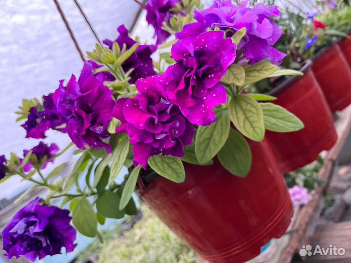 Петуния ампельная