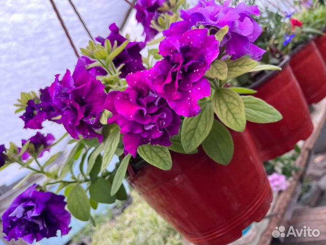 Петуния ампельная