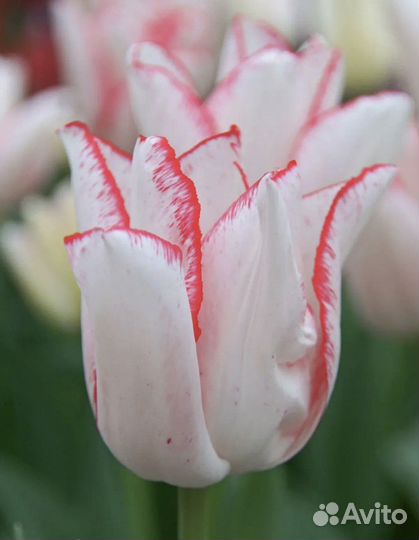 Луковицы тюльпанов