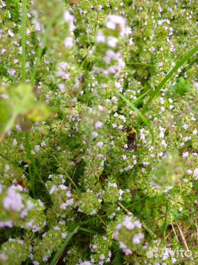 Душистые травы саженцы