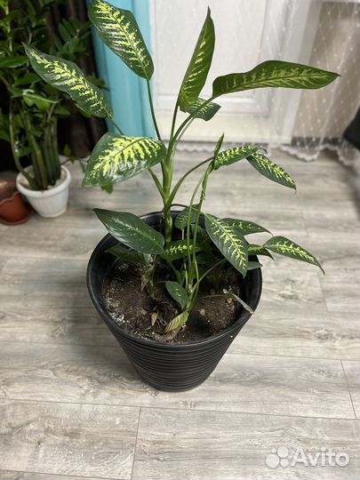 Диффенбахия пятнистая