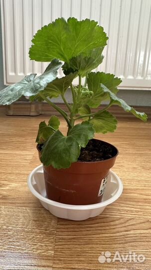 Пеларгония герань тюльпановидная