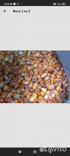 Корма для животных и птиц кукуруза комбикорм